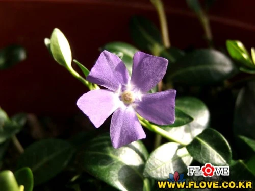 Барвинок, 1 шт.