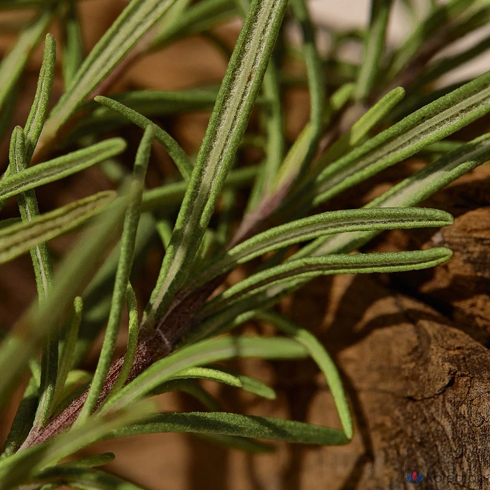 Гель для умывания Kaine Rosemary Relief Gel Cleanser (BHA, веганский), 1 шт., 150 мл