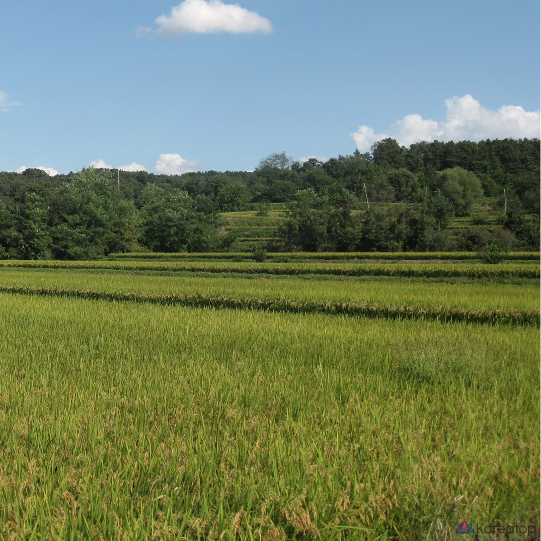 Hetras Silky Perfume Hair Treatment Bombshell, 1 шт., 1,013 л