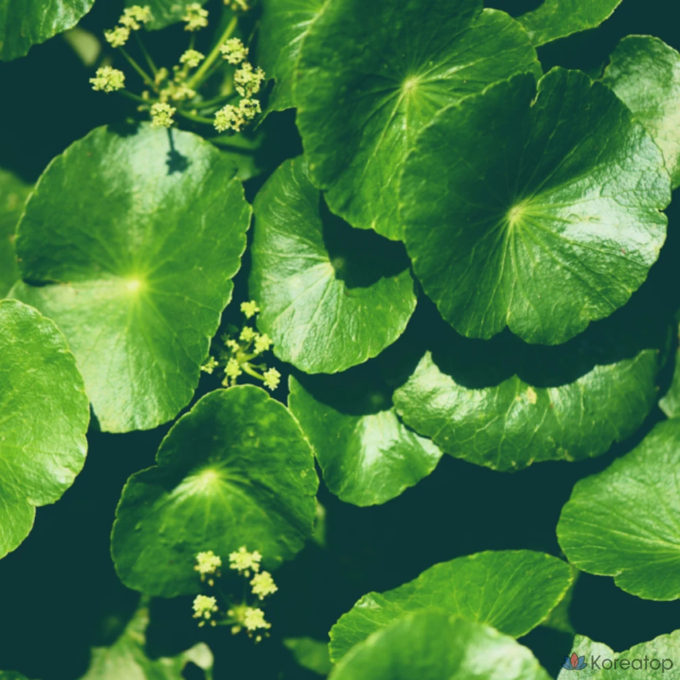 Спрей для придания объема волосам Francoise&amp;fragrance. Hwaeomsa Organic Radiance Volume Mist, 1 шт., 100 мл